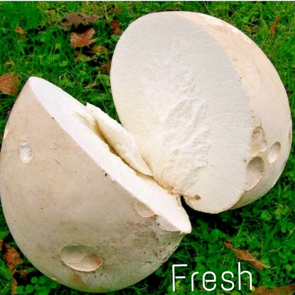 GIANT Puffball Mushroom Spores - Grow Kit - Over 1 Billion Spores! 🍄 - Picture 7 of 8